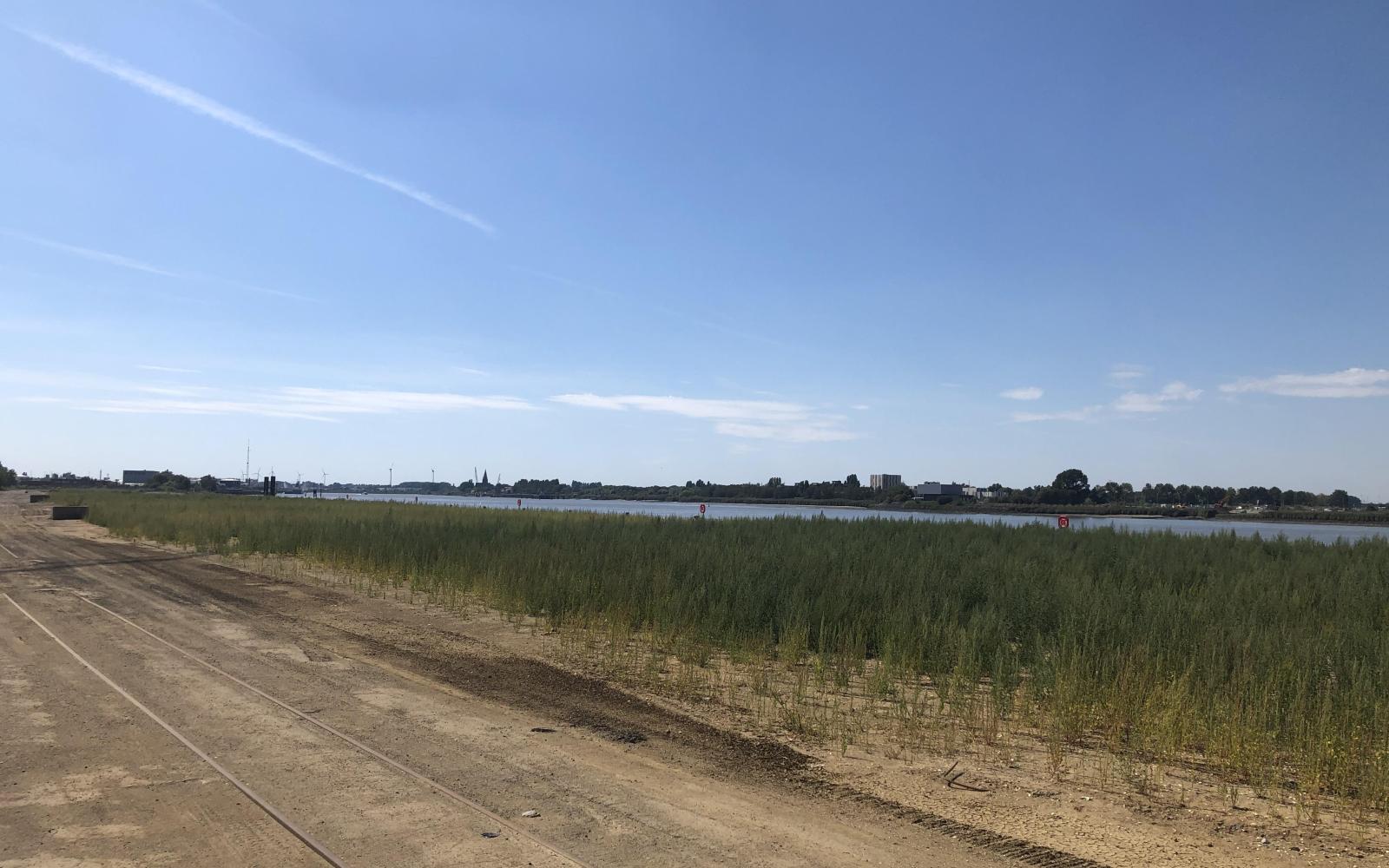 Schelde 21